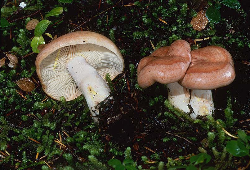 Lactarius chrysorheus